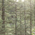 The rain on the trees glistens as the sun shines